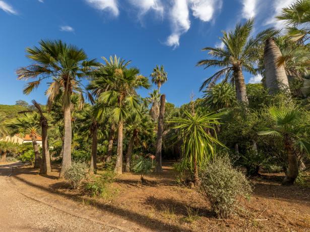 rosselbalepalme en holiday-on-elba-island-on-campsite-in-the-nature 025