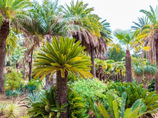 rosselbalepalme nl mei-juni-op-camping-op-eiland-elba 024