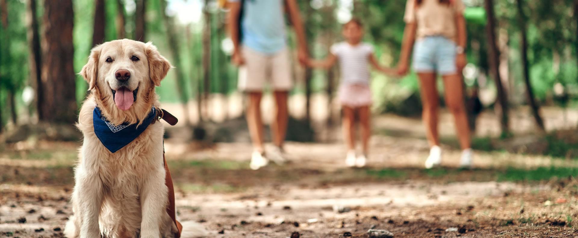 Cane felice nel bosco, famiglia sfocata sullo sfondo.