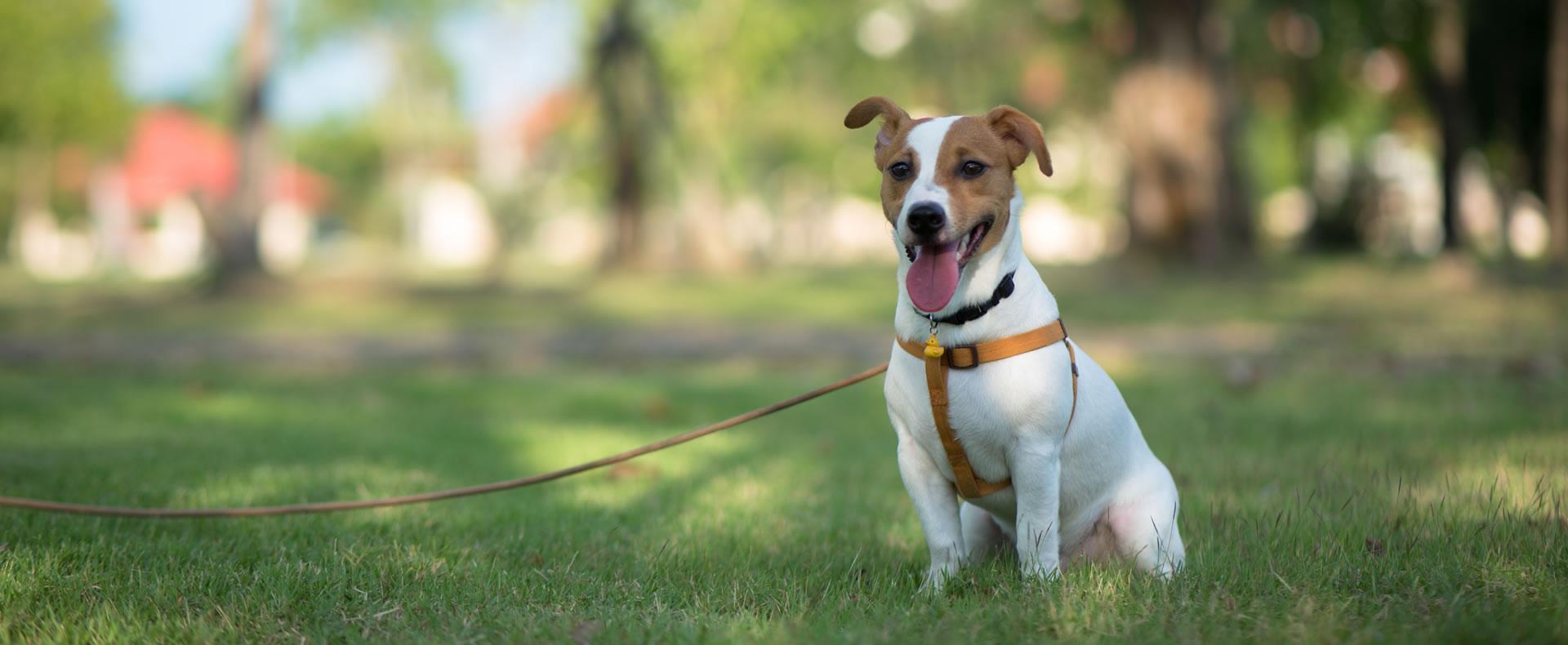 Cane felice seduto sull'erba, sole e natura intorno.