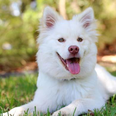 rosselbalepalme fr pet-friendly 025