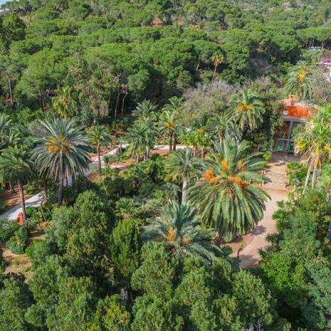 rosselbalepalme nl botanische-tuin 030
