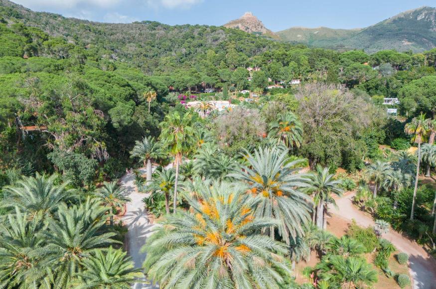 rosselbalepalme de botanischer-garten 018